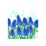 Voorjaarsbloemen blauwe druif